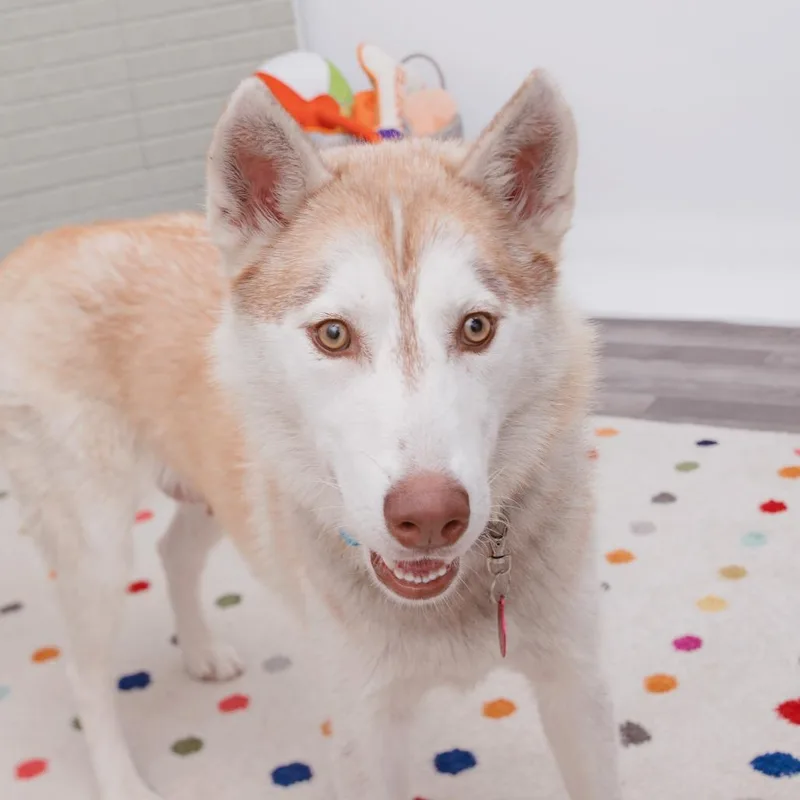 An adult medium-sized female Husky dog named Geranium for adoption in Los Angeles, CA