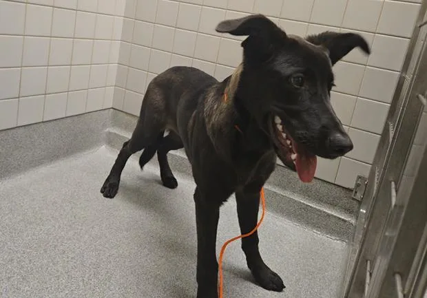A young large-sized male Belgian Shepherd / Malinois dog named Stitch for adoption in Tustin, CA