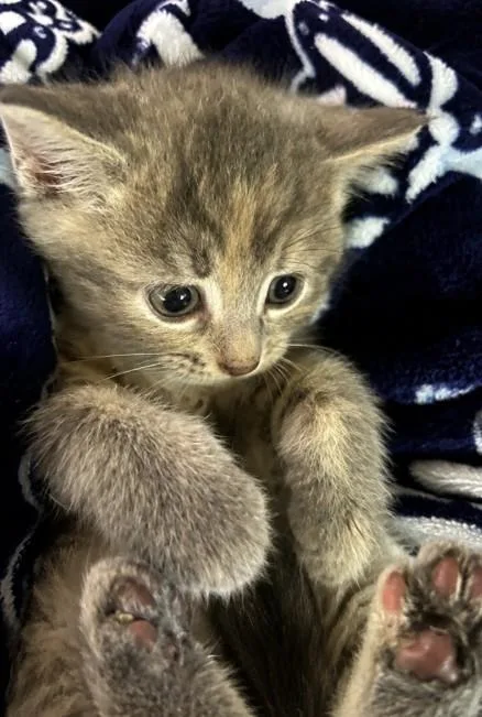 A baby medium-sized female Gray / Blue / Silver Domestic Short Hair cat named Reese for adoption in Toledo, OH