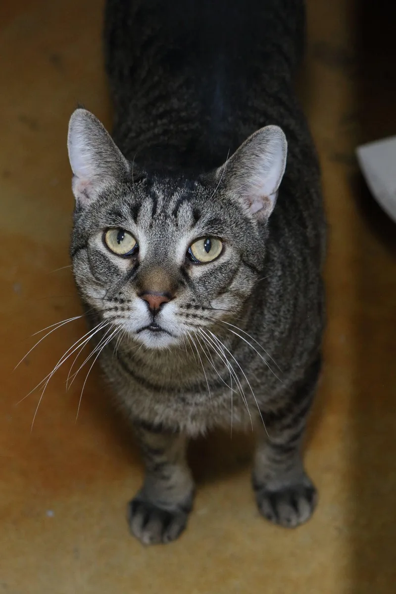 A young medium-sized male Domestic Short Hair cat named Alex for adoption in Austin, MN