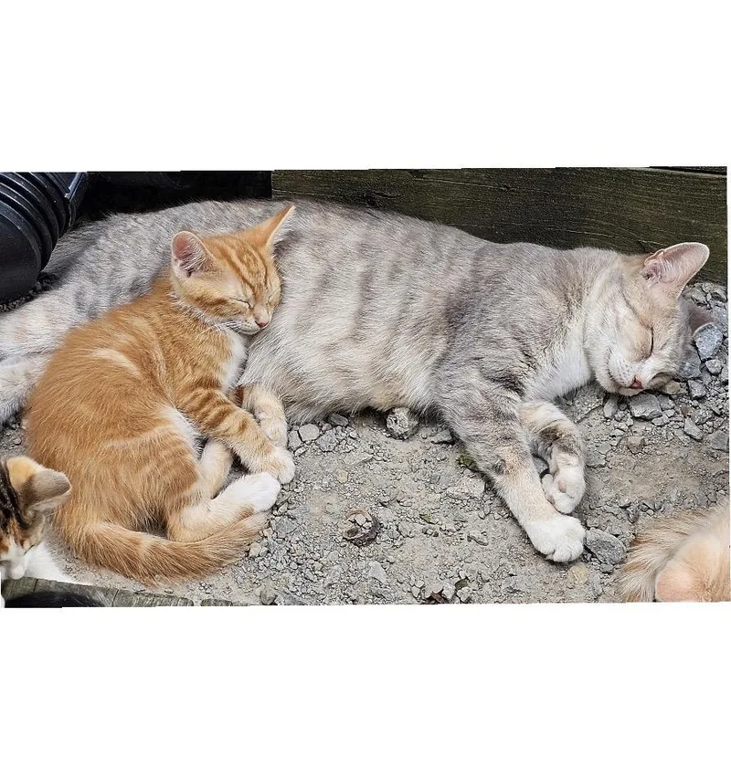 A baby small-sized male Tabby (Orange / Red) Domestic Short Hair cat named Oscar for adoption in Maineville, OH