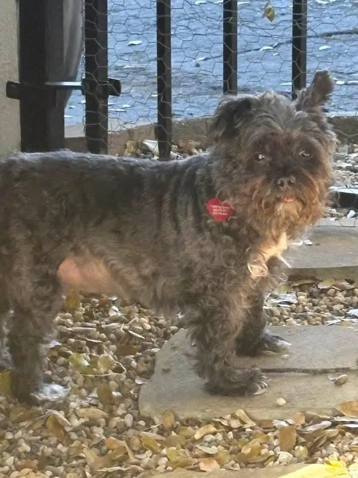 A senior small-sized female Black Terrier dog named Grizzly for adoption in Shingle Springs, CA