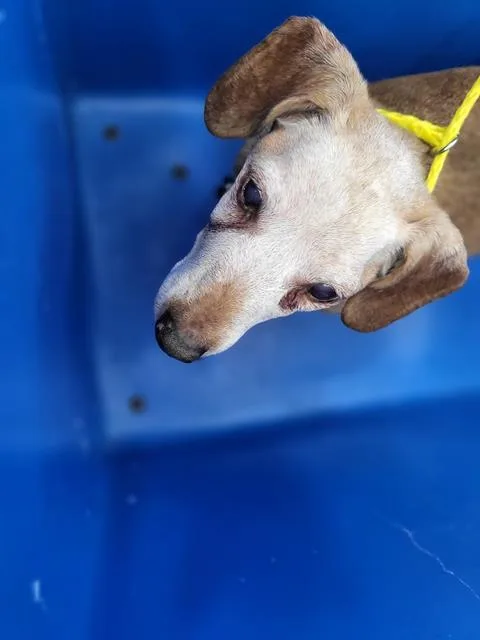 A senior small-sized female Mixed Breed dog named Penny for adoption in Dallas, TX
