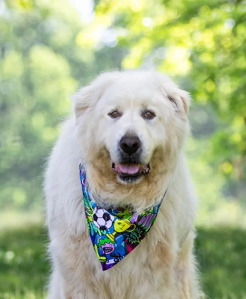 A young large-sized male Great Pyrenees dog named Ludo for adoption in Coatesville, PA