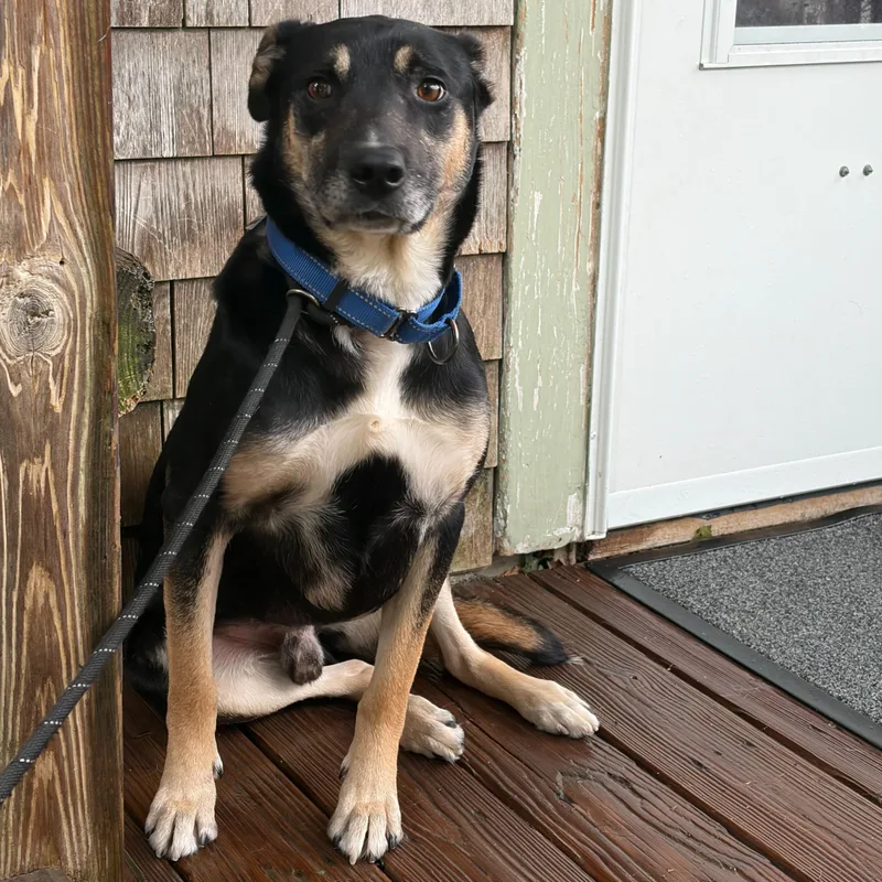 An adult medium-sized male Shepherd dog named Ranger for adoption in New Bedford, MA