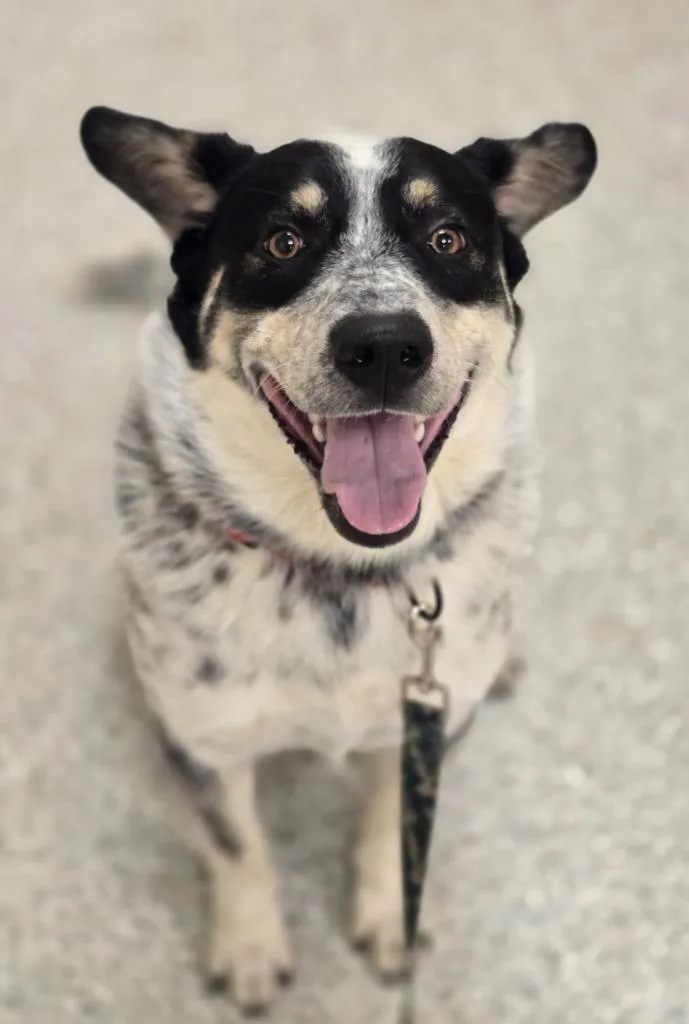 A baby large-sized male Australian Cattle Dog / Blue Heeler dog named Gunnar for adoption in Viroqua, WI