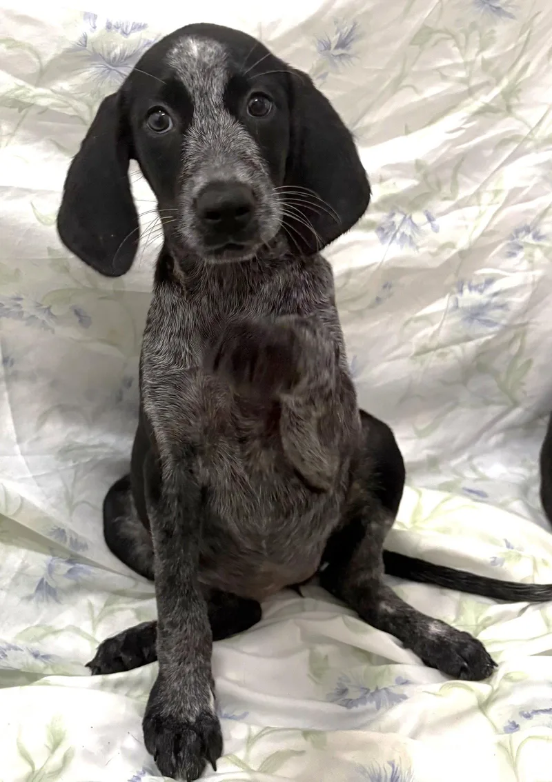 A baby large-sized female German Wirehaired Pointer dog named Tallapoosa for adoption in Wetumpka, AL