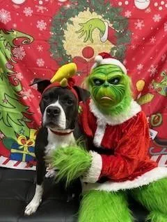 An adult medium-sized male American Bulldog dog named Milo for adoption in Maitland, FL