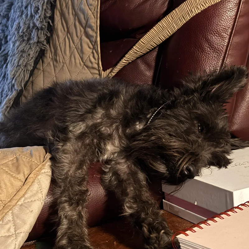 An adult small-sized male Black Standard Schnauzer dog named Spencer for adoption in Prague, OK