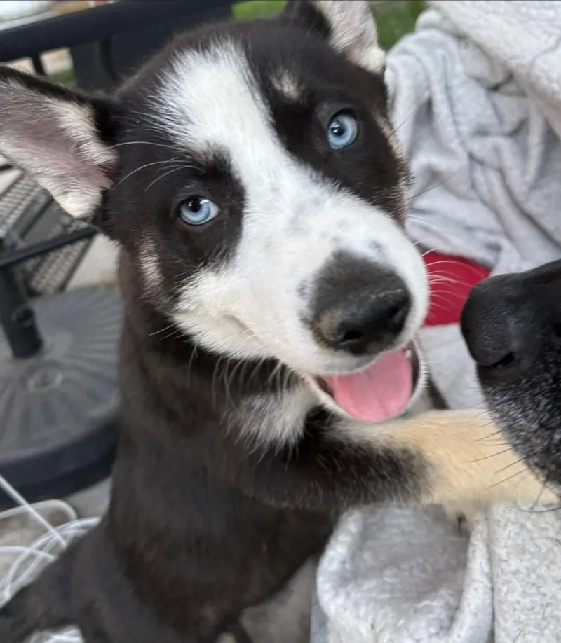A baby small-sized female Siberian Husky dog named Lucy for adoption in Cottonwood Heights, UT