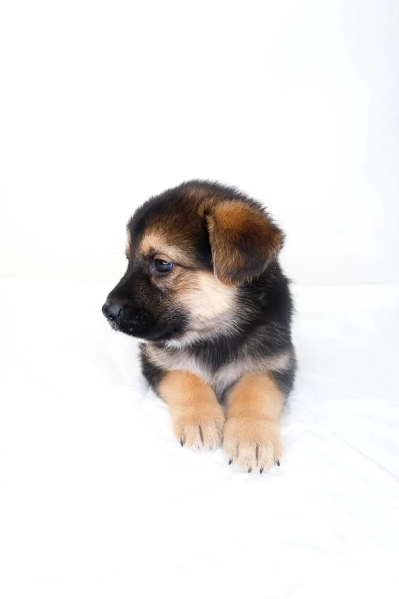 A baby medium-sized male Tricolor (Brown, Black, & White) Shepherd dog named Flynt for adoption in Bixby, OK