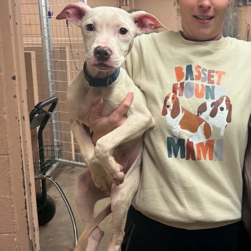A young small-sized male White / Cream Mixed Breed dog named Pigeon for adoption in Edwardsville, IL