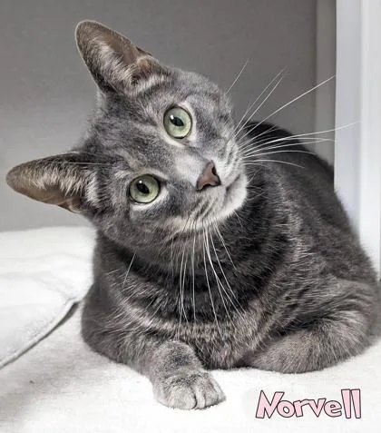 A senior large-sized male Domestic Short Hair cat named Norvell for adoption in Mason, MI