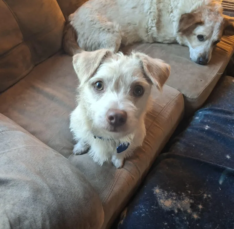 A baby small-sized male Terrier dog named Casper for adoption in Coldwater, MI