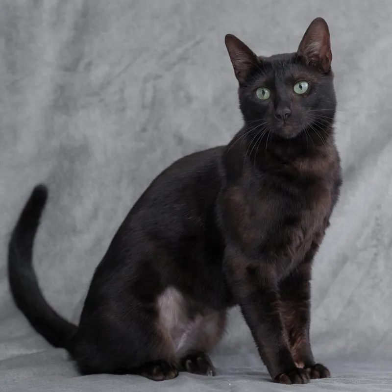 A young medium-sized female Black Domestic Short Hair cat named Stormy for adoption in Redwood City, CA