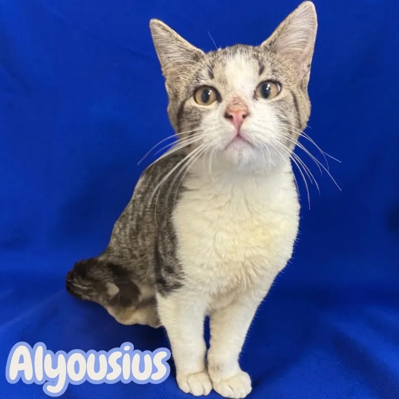 A baby medium-sized male Domestic Short Hair cat named Alyousius for adoption in Sorrento, LA