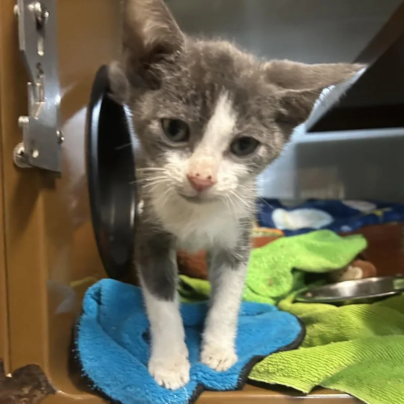 A baby small-sized male Gray / Blue / Silver Domestic Medium Hair cat named Sterling for adoption in Point Richmond, CA