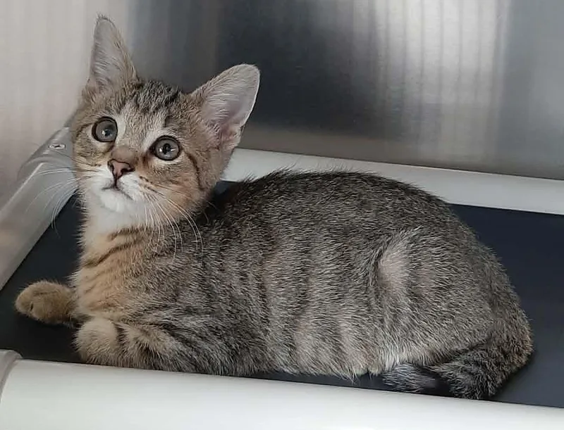 A baby medium-sized male Tabby (Brown / Chocolate) Domestic Short Hair cat named Nani for adoption in Georgetown, OH