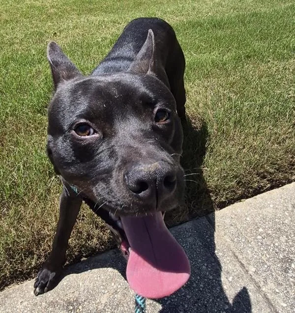 An adult large-sized male Pit Bull Terrier dog named Pen for adoption in Lawrenceville, GA