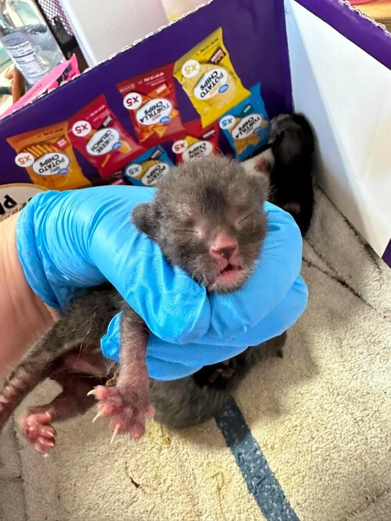 A baby small-sized male Domestic Short Hair cat named Buster Moon for adoption in Greensburg, IN