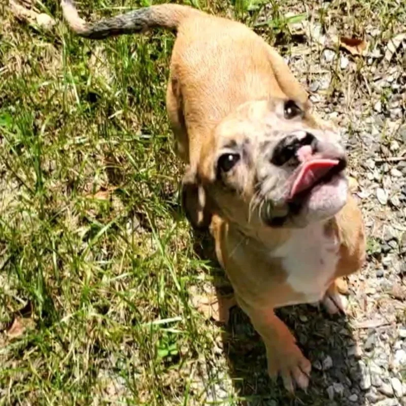 A baby medium-sized male Golden American Staffordshire Terrier dog named Rooster for adoption in Colonial Heights, VA