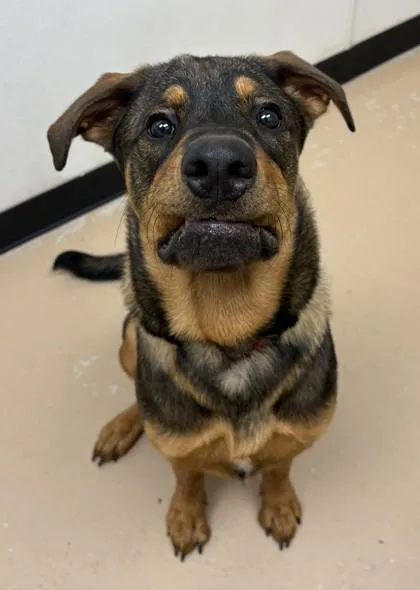 An adult large-sized male Rottweiler dog named Chip for adoption in Phoenix, AZ