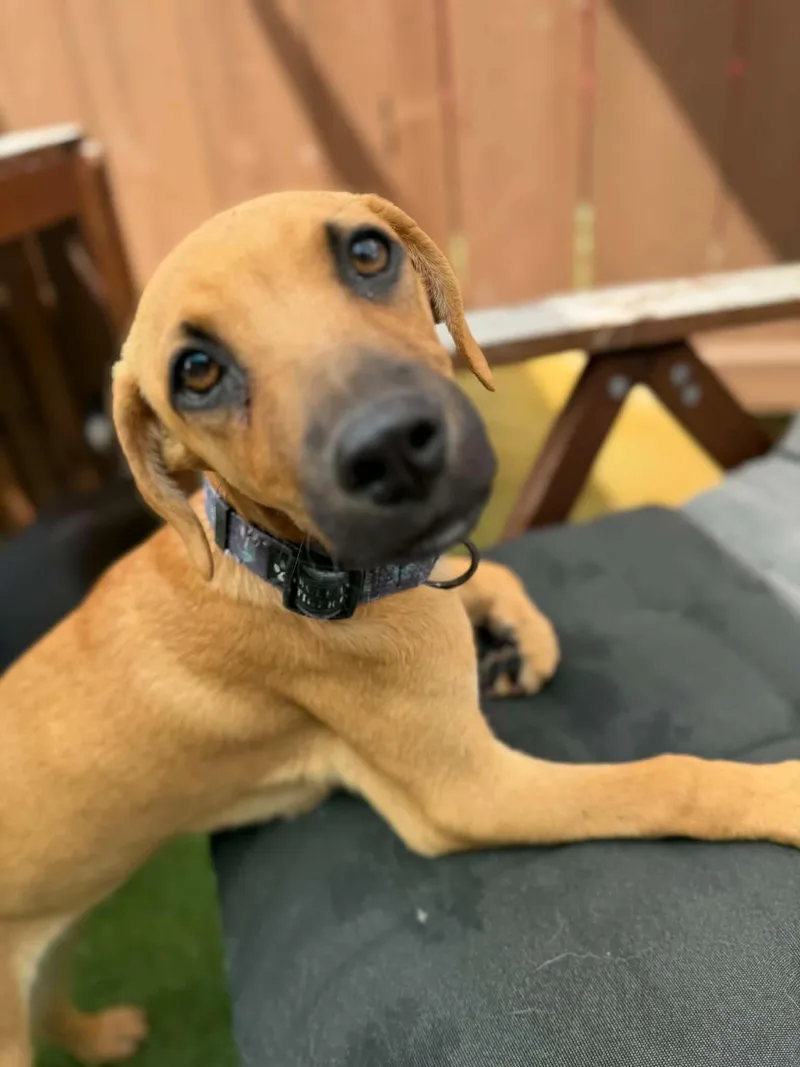 A baby medium-sized male Golden Labrador Retriever dog named Donnie for adoption in Poway, CA