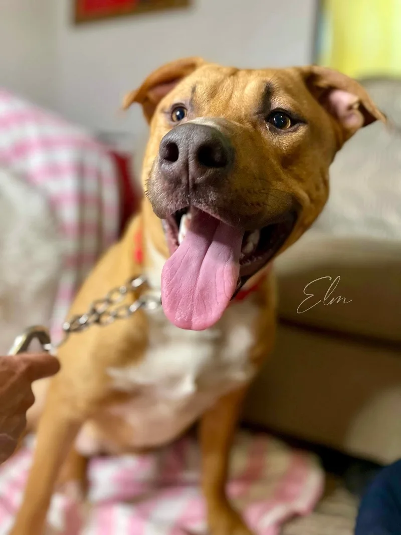A baby medium-sized male Brown / Chocolate American Staffordshire Terrier dog named Elm Boi for adoption in Tomball, TX