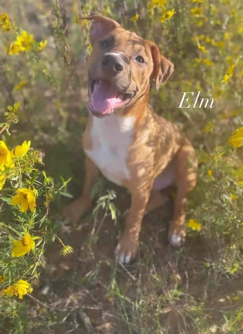 Elm Boi thumbnail 2