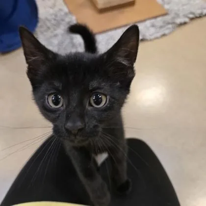 A young small-sized male Domestic Short Hair cat named Zorro for adoption in New Hope, PA