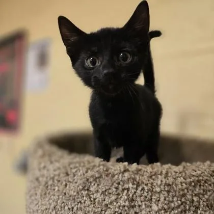 Zorro thumbnail 2