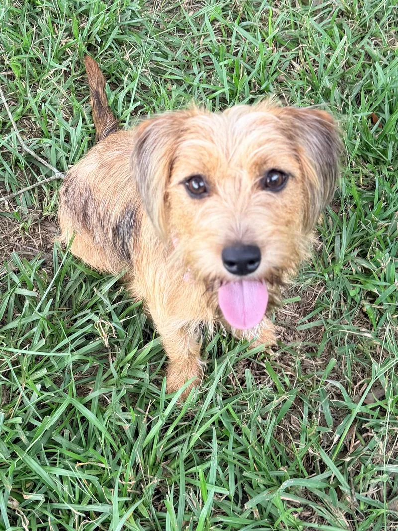 An adult small-sized female Apricot / Beige Dachshund (Long Haired) dog named Louisa for adoption in Baker, LA