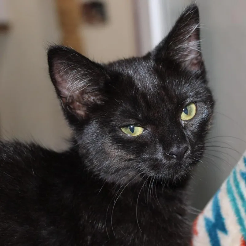 An adult medium-sized female Black Domestic Short Hair cat named Apple for adoption in Defiance, OH