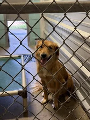 A young medium-sized female Golden Retriever dog named Harley for adoption in Portland, ME
