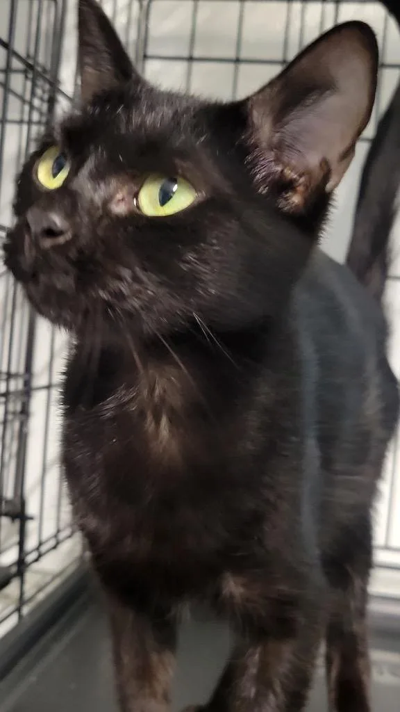 A young large-sized female Domestic Short Hair cat named Fritzy for adoption in Metter, GA