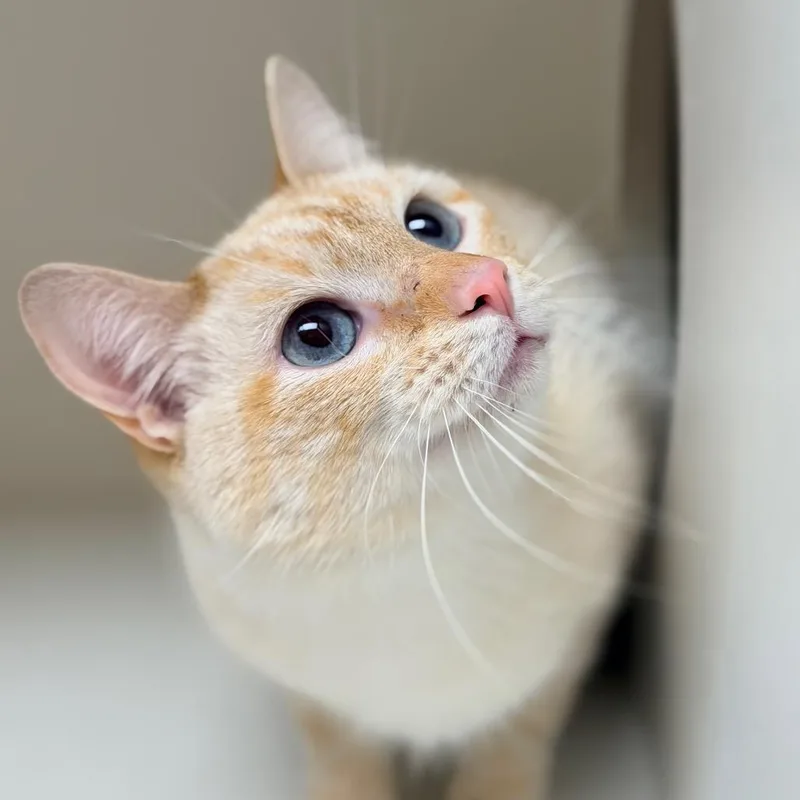 Dobby thumbnail 2