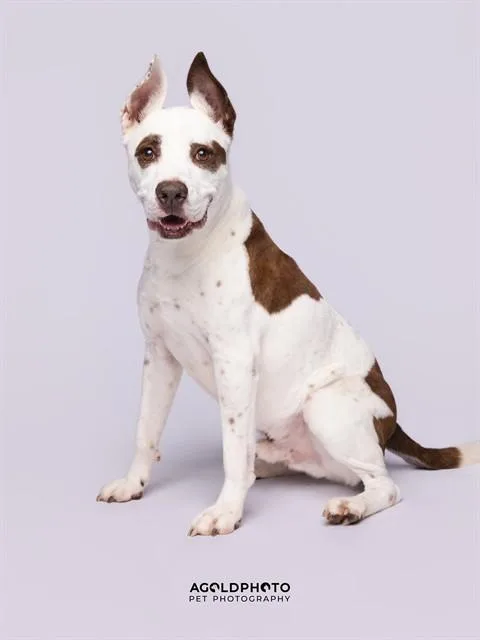 An adult large-sized male Terrier dog named Edison for adoption in Miami, FL