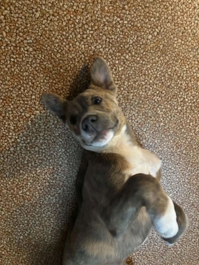 A baby small-sized male Australian Shepherd dog named Chewy for adoption in Mechanicsburg, PA