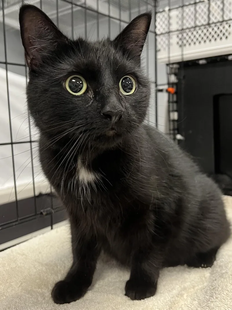 A young medium-sized female Black Domestic Short Hair cat named Millie for adoption in Johnston, RI