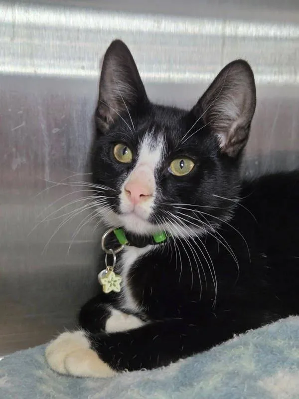 A baby small-sized male Domestic Short Hair cat named Loki for adoption in Millersville, MD