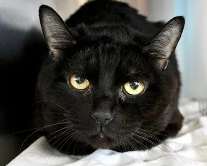 An adult small-sized male Domestic Short Hair cat named Nicky for adoption in West Seneca, NY
