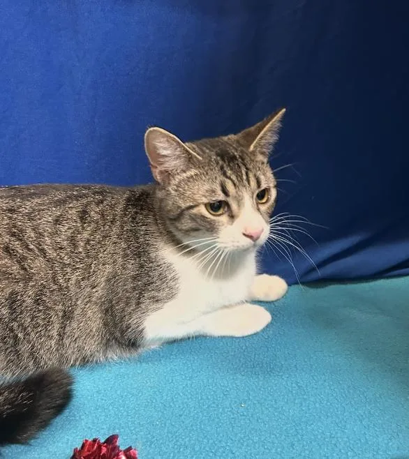 A baby medium-sized female Tabby (Gray / Blue / Silver) Tabby cat named Autumn for adoption in Spring Branch, TX