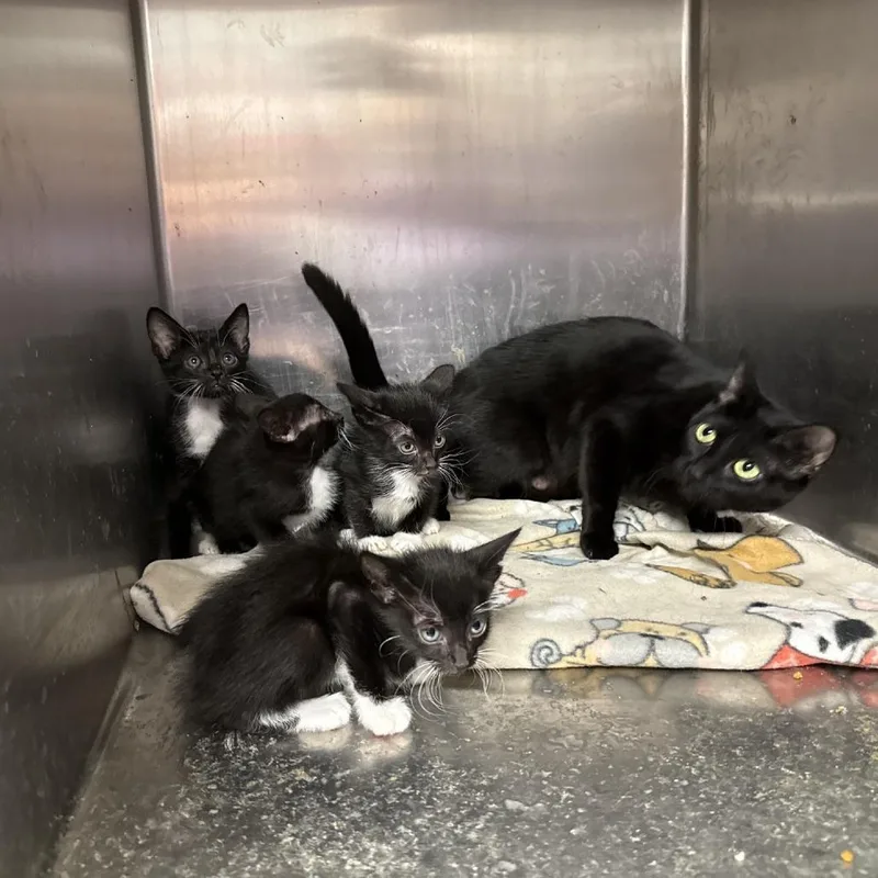 An adult medium-sized female Domestic Short Hair cat named Sabrina for adoption in Midland, TX