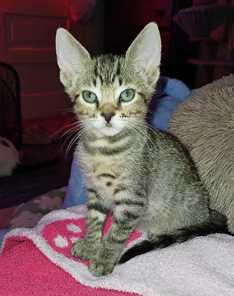 A baby medium-sized male Tabby (Gray / Blue / Silver) Tabby cat named Zeus R for adoption in Fresno, CA