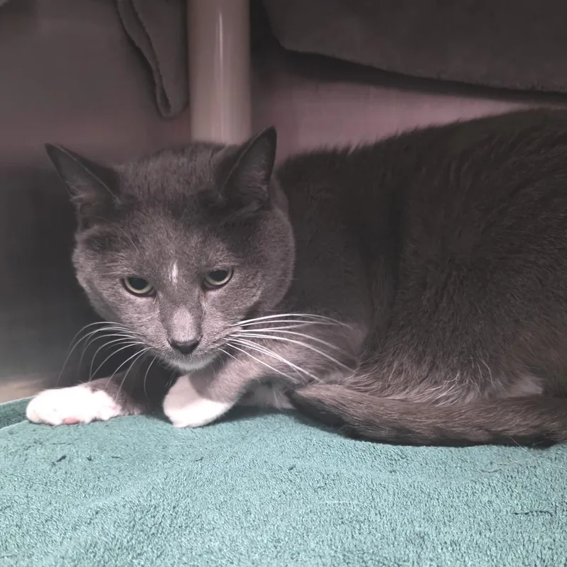 An adult large-sized male Gray / Blue / Silver Domestic Short Hair cat named Mario for adoption in Fort Wayne, IN