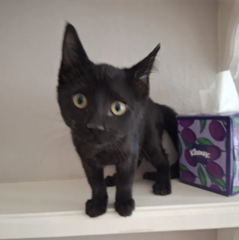 A baby medium-sized male Bombay cat named Jedi tinyshadow for adoption in Houston, TX