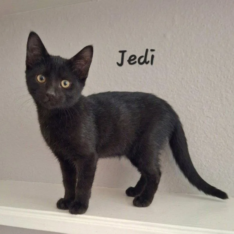 Jedi tinyshadow thumbnail 2
