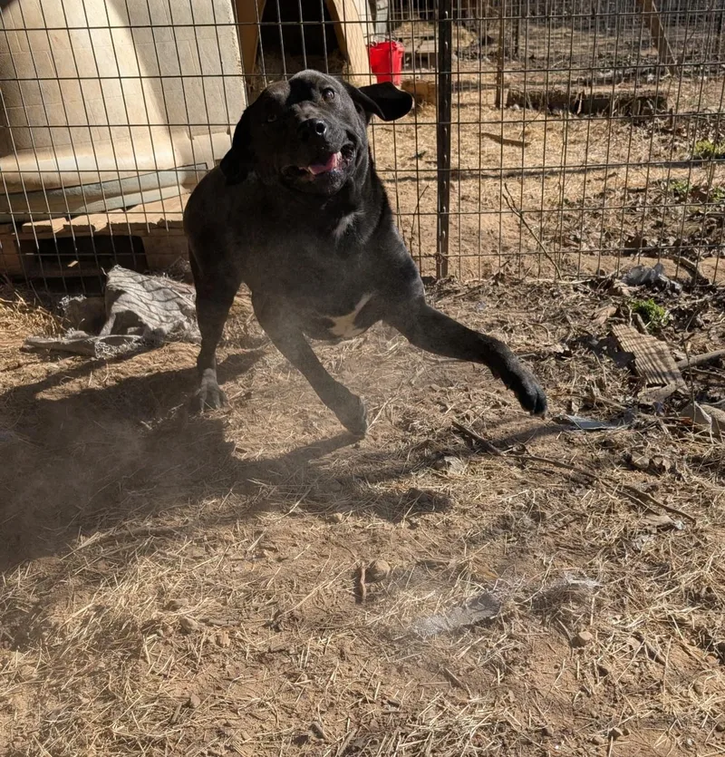 An adult medium-sized male Black Labrador Retriever dog named Edge for adoption in Chicopee, MA