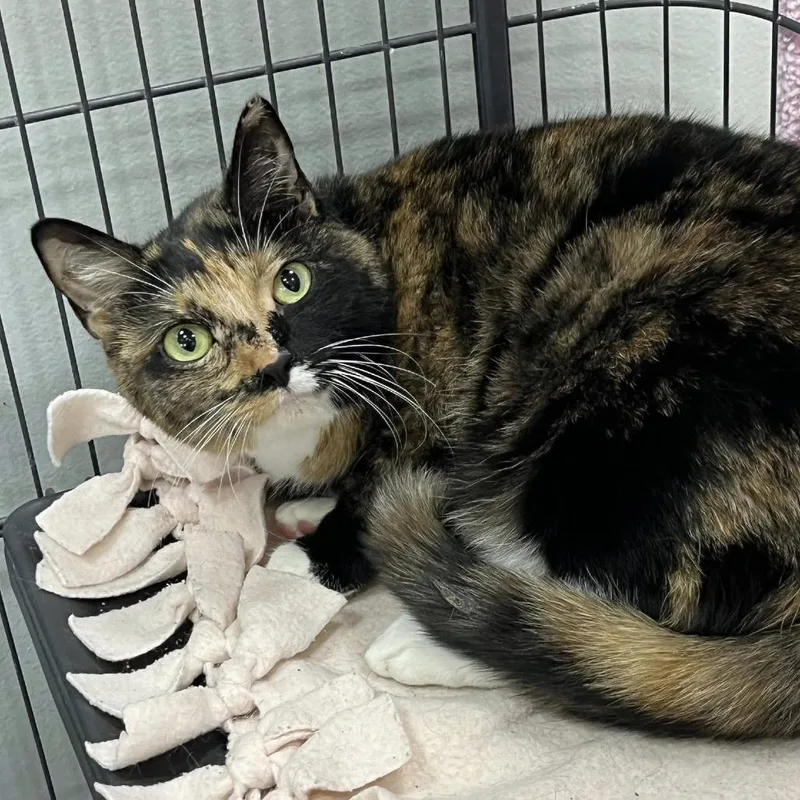 An adult large-sized female Tortoiseshell Domestic Short Hair cat named Lindsay for adoption in Hamburg, NY