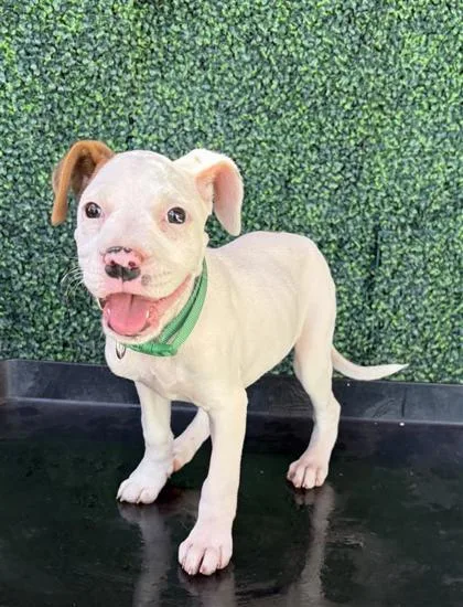 A baby small-sized female White / Cream Pit Bull Terrier dog named 61579561 for adoption in El Paso, TX